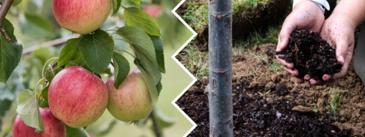 Чем подкормить яблони весной? Вот какие 8 удобрений сделают урожай обильнее — Полезно