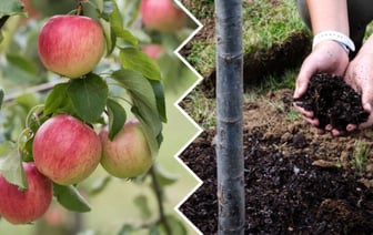 Чем подкормить яблони весной? Вот какие 8 удобрений сделают урожай обильнее — Полезно