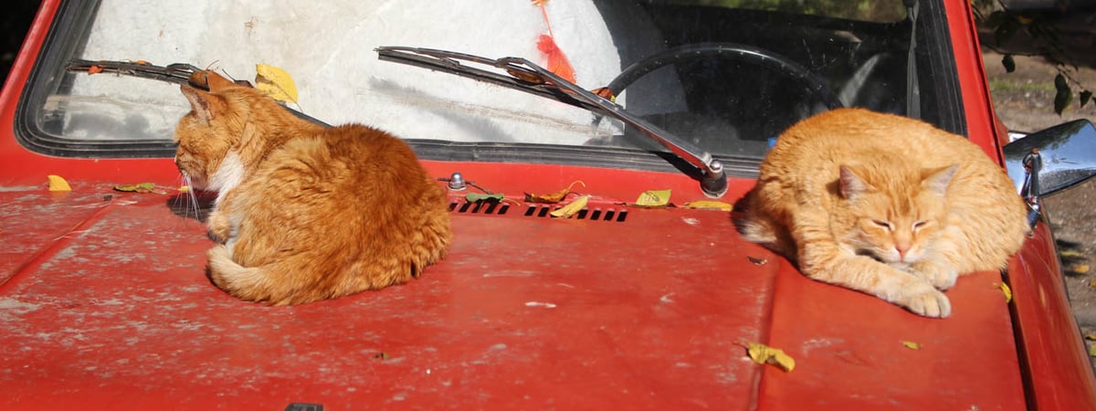 Небольшие дожди и похолодание — погода в Гродно на выходные