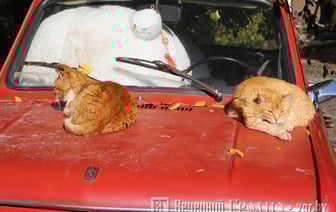 Небольшие дожди и похолодание — погода в Гродно на выходные