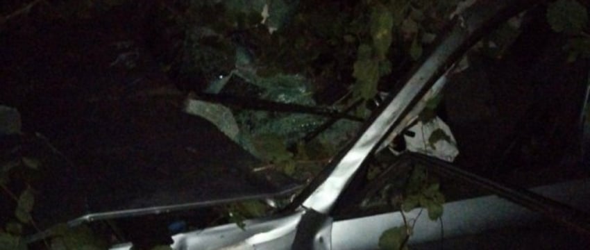 Лось погиб, водитель из Бреста в больнице. Подробности ДТП в Ляховичском районе