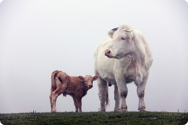 Сколько длится самая длинная беременность у животных