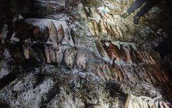 Почти на 10 000 долларов оценен улов браконьеров в Оршанском районе