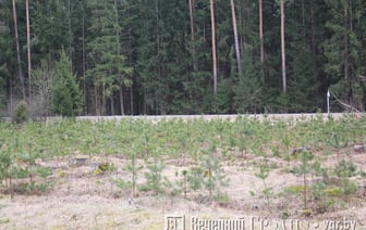 Лесхозы Гродненской области приглашают людей на посадку леса