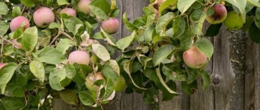 Можно ли рвать соседские яблоки, если ветка дерева свисает на мой участок? Пояснила адвокат