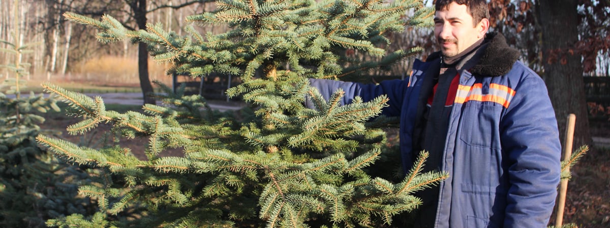 Минлесхоз рассказал, сколько елок продали белорусам в новогодние праздники