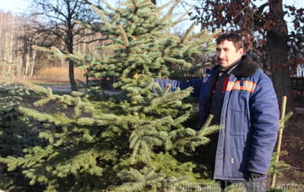 Минлесхоз рассказал, сколько елок продали белорусам в новогодние праздники