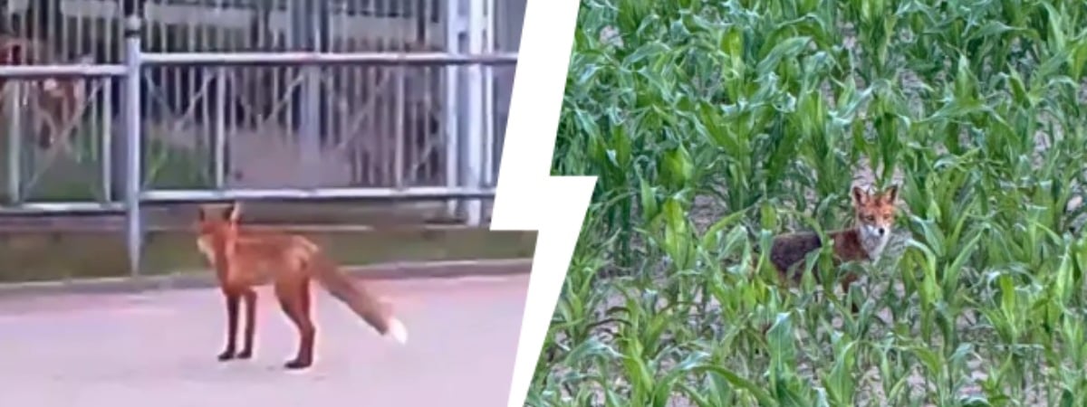 «Очень хитрые» — В Гродненском лесхозе объяснили, почему лисы стали чаще заходить в город. Как распознать бешеную? — Видео