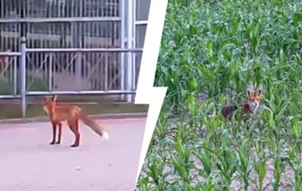 «Очень хитрые» — В Гродненском лесхозе объяснили, почему лисы стали чаще заходить в город. Как распознать бешеную? — Видео