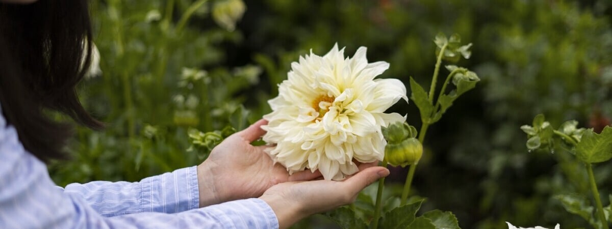Посадите георгины уже сейчас. Они будут радовать буйным цветом до поздней осени — Полезно