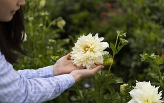 Посадите георгины уже сейчас. Они будут радовать буйным цветом до поздней осени — Полезно
