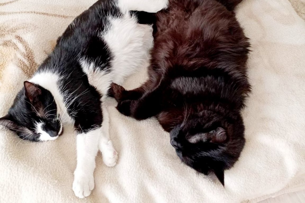 «Это была любовь с первого взгляда». О питомцах из приюта рассказали жители Барановичей