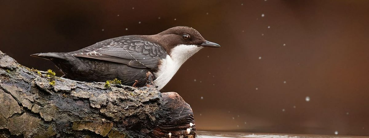 В Минске бёрдвочеры устроили фотосессию редкой птичке. Что за она? — Видео
