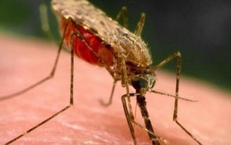 Одежда какого цвета может отпугнуть комаров, рассказали ученые