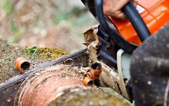 Незаконные лесорубы выявлены в Минской области