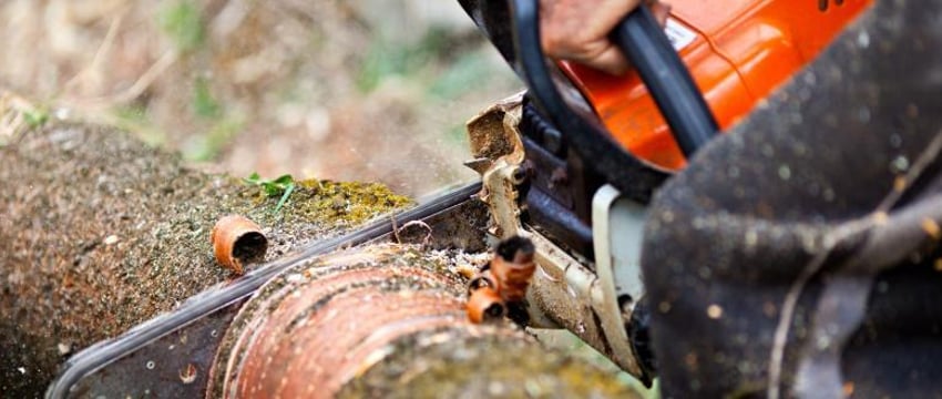 Незаконные лесорубы выявлены в Минской области