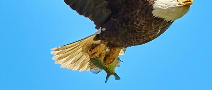 Беркут напал на норвежского малыша, которого убил егерь: отчет