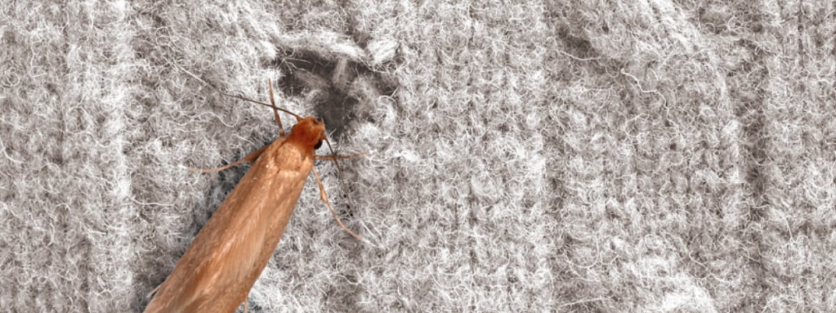 Как найти гнездо платяной моли и избавиться от нее? Вот какие 12 запахов ее отпугнут — Полезно