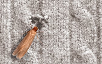 Как найти гнездо платяной моли и избавиться от нее? Вот какие 12 запахов ее отпугнут — Полезно