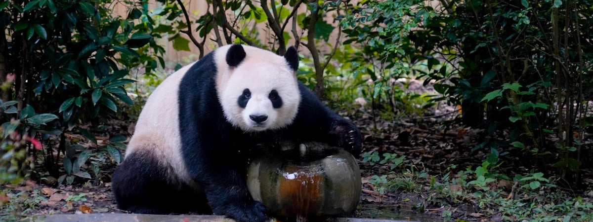 Санкции Китая ударили по американскому производителю дронов для Украины