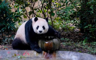 Санкции Китая ударили по американскому производителю дронов для Украины