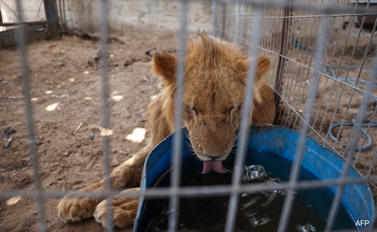 A lioness rests in a cage after the animals of the Rafah Zoo were evacuated to a location in Khan Yunis in the Gaza strip.