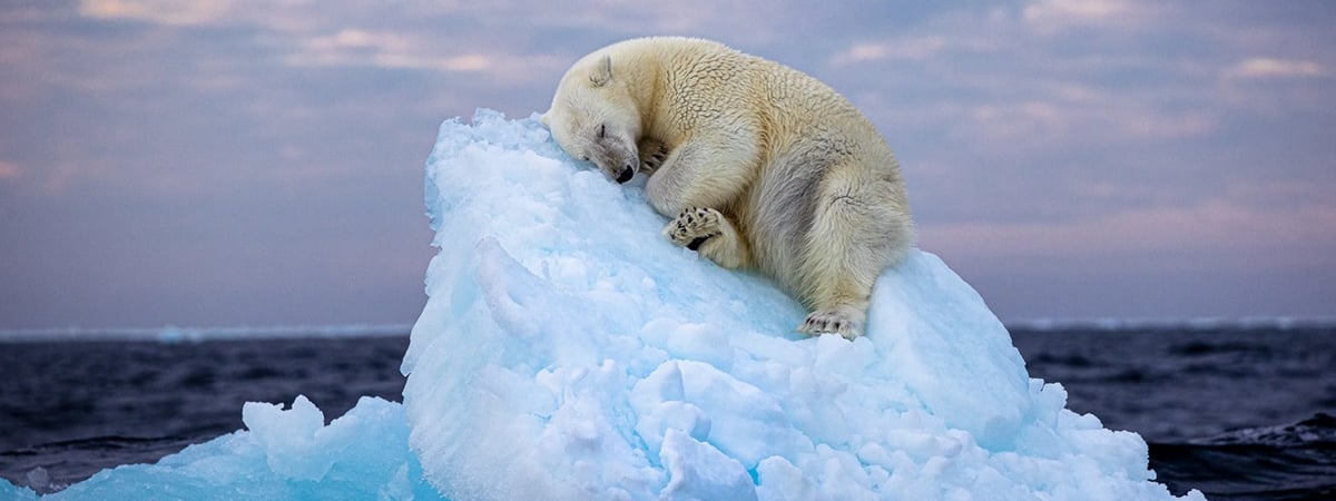 Белый мишка в «ледяной постели» покорил интернет. В Лондоне показали топ-5 лучших фото дикой природы 2023 года — Фото