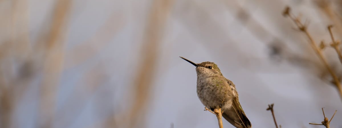 В США задумались об отправке на Украину миротворцев не из Европы