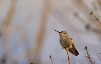 В США задумались об отправке на Украину миротворцев не из Европы
