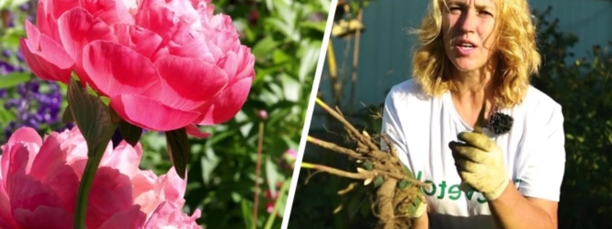 Как пересадить пионы в августе? Эксперт рассказала, что положить под куст, чтобы пышно цвели весной — Полезно