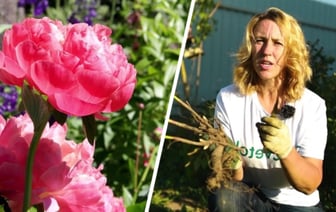Как пересадить пионы в августе? Эксперт рассказала, что положить под куст, чтобы пышно цвели весной — Полезно