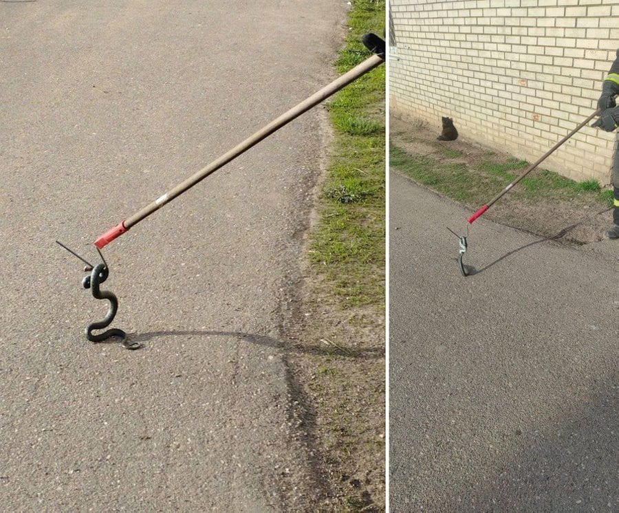 Змею на крыльце магазина ловили спасатели в Ляховичском районе
