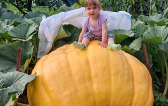 Белорус вырастил царь-тыкву весом 315 килограммов