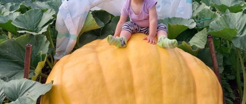 Белорус вырастил царь-тыкву весом 315 килограммов