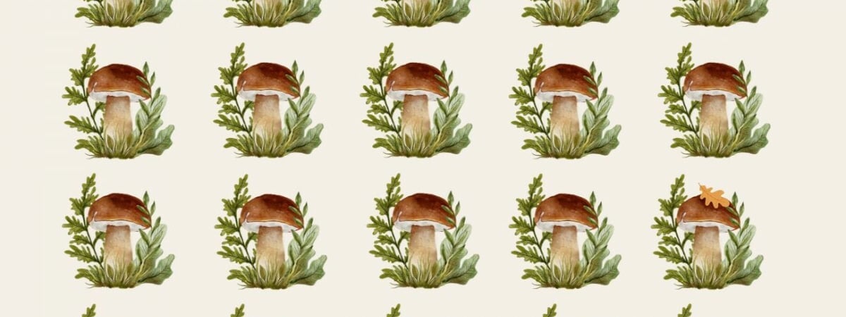 Лучшие решают эту грибную головоломку за 10 секунд. Напрягите зрение и найдите 3 отличия — Полезно