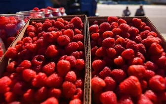 Россельхознадзор не пропустил в РФ почти 3 тонны малины из Беларуси