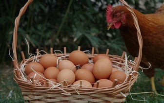 На треть увеличили производство яиц в Витебской области