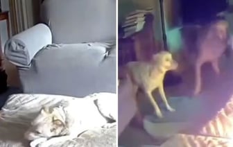 Пес пожевал пауэрбанк и устроил пожар в доме - видео