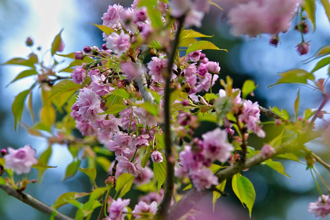 Сакура зацветает в Витебске на Вербницу. Фото Сергея Серебро