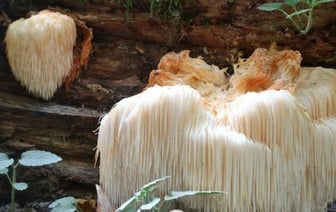 Редчайший гриб-водопад нашли в Беловежской пуще