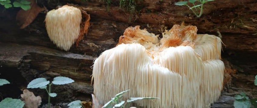 Редчайший гриб-водопад нашли в Беловежской пуще