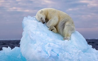 Пять лучших фотографий дикой природы 2023 года по мнению зрительского голосования — только посмотрите, как это красиво