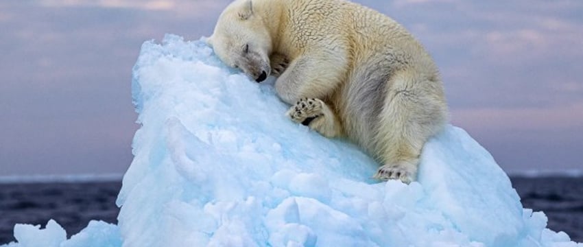 Пять лучших фотографий дикой природы 2023 года по мнению зрительского голосования — только посмотрите, как это красиво