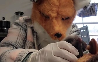 В США специалисты носят маску лисы, ухаживая за осиротевшим лисенком