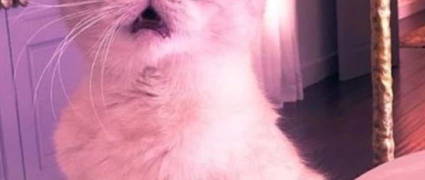 Какие животные самые богатые в мире?