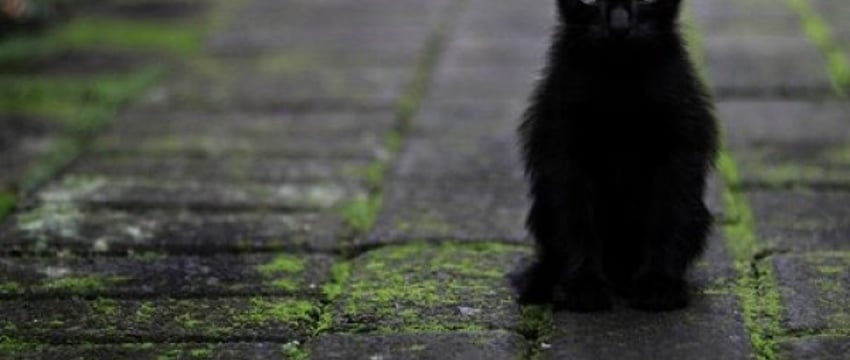 Участковый из Бреста рассказал, какая ответственность предусмотрена за жестокое обращение с животными