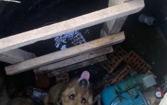 В Брестском районе собаку спасли из колодца