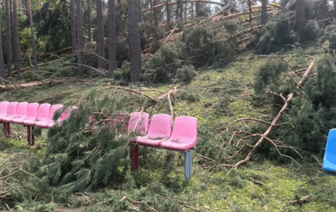 Опубликовано видео из лагеря, где ребенка насмерть придавило деревом