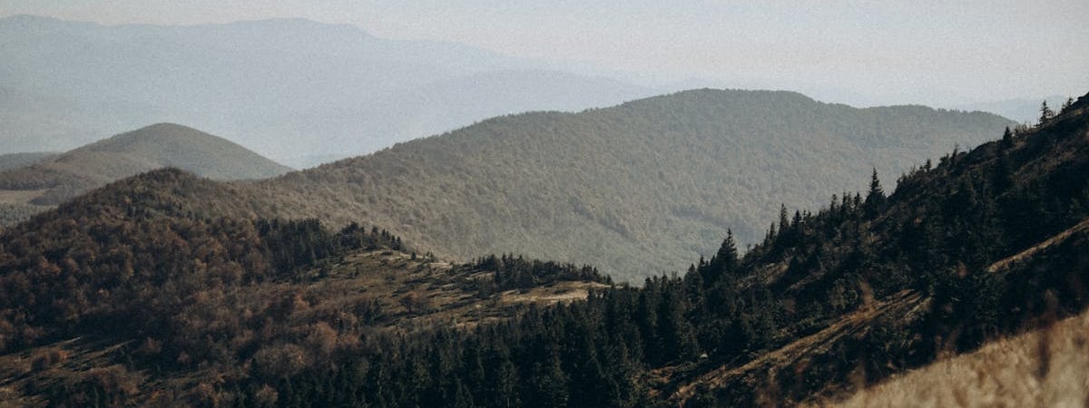 Дожди не помогли? Минлесхоз снова ввёл ограничения на посещение лесов в 17 районах Беларуси