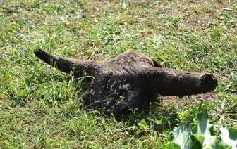 В Гомеле снова со дна реки подняли кости. Похоже, бизона